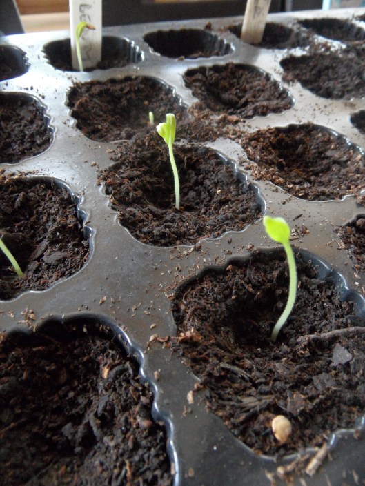 Aubergine seedlings